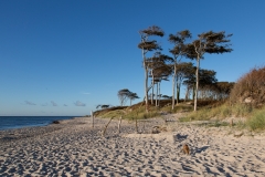 Weststrand Darss mit Fuchs