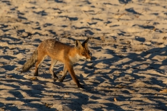 Fuchs