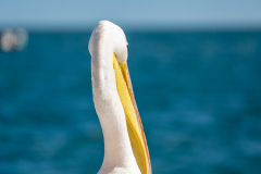 86A9727