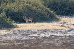 MG_0357